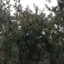 锦衣夜行素袖藏金的视频空间