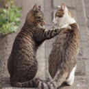 浪漫樱花舞蹈教学 视频