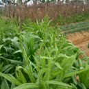 英文儿歌《小宝踢足球》,儿童教育动画