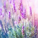 曾咏欣 - 心微痛 电视剧《蜀山战纪2踏火行歌》